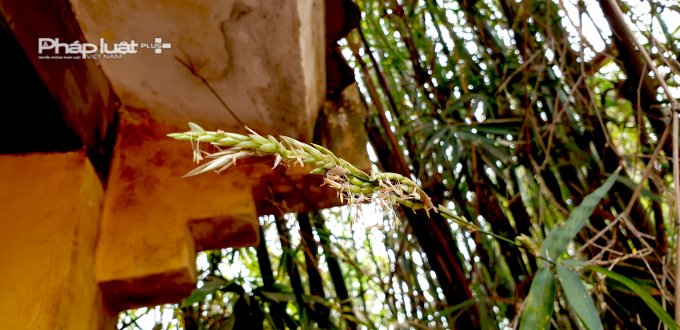 V&agrave; ngay tại Việt Nam, khi c&acirc;y tre nở hoa cũng được xem l&agrave; điềm kh&ocirc;ng may mắn. Nhiều người cho rằng với hầu hết c&aacute;c lo&agrave;i thực vật, khi ra hoa cũng l&agrave; l&uacute;c n&oacute; tr&agrave;n trề sức sống. Duy nhất chỉ c&oacute; lo&agrave;i tre, tr&uacute;c th&igrave; ngược lại, nở hoa đồng nghĩa với sắp l&igrave;a đời. Ch&iacute;nh v&igrave; thế, bắt gặp hoa tre được cho l&agrave; một điều kh&ocirc;ng may. Ảnh Ch&iacute; Ki&ecirc;n.