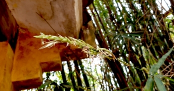 Kỳ thú hoa tre - loài hoa "trăm năm nở một lần"