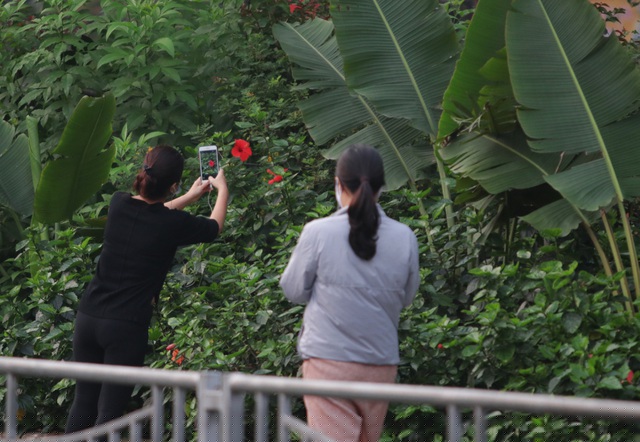 Thảnh thơi đi bộ, ngắm cảnh chụp ảnh hoa giữa những ngày cao điểm cách ly toàn xã hội.