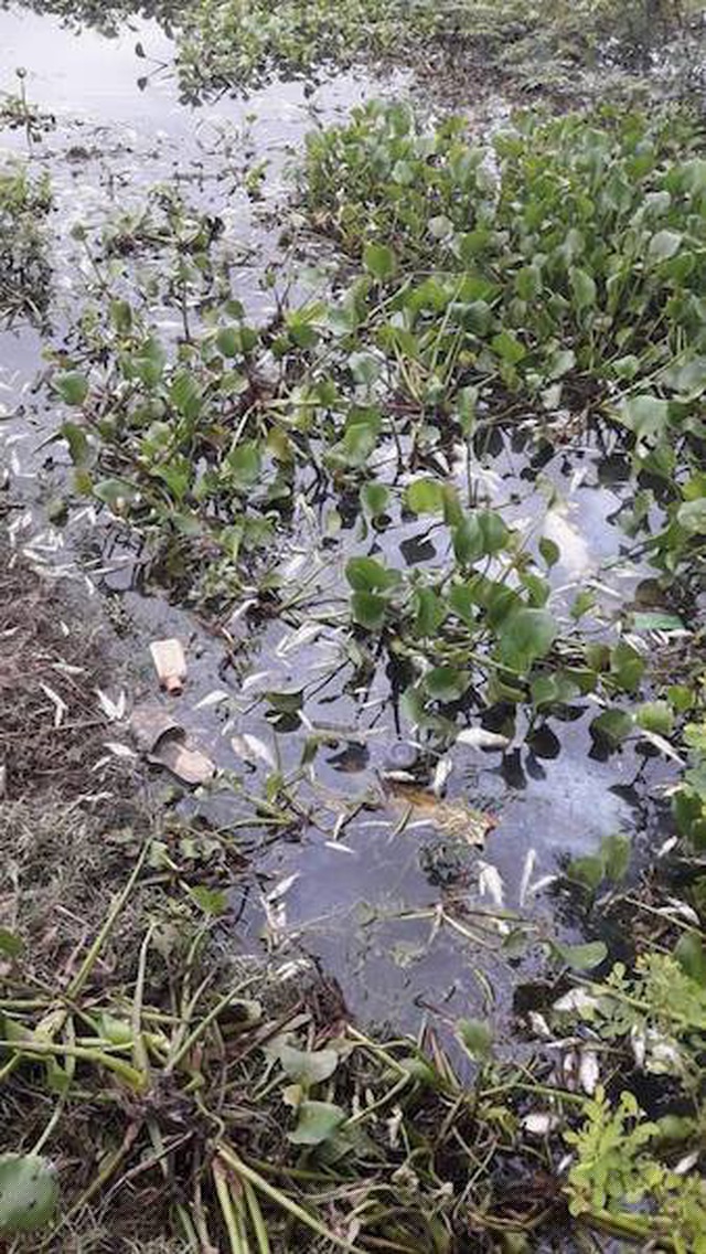 Cá thường xuyên chết trắng sông Cầu.