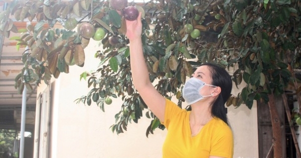 Nghệ An: Bạt ngàn quả vú sữa căng tròn đón mùa mới ở làng Quỳnh Yên