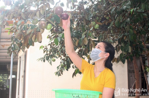 Gia đình chị Lê Thị Thùy Dung ở xã Quỳnh Yên (Quỳnh Lưu) thu hoạch vú sữa. Ảnh: Việt Hùng