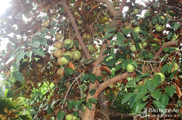 Mỗi gốc vú sữa cho năng suất từ 1 - 1,5 tạ quả, thu về 5 - 6 triệu/gốc/vụ. Ảnh: Việt Hùng.