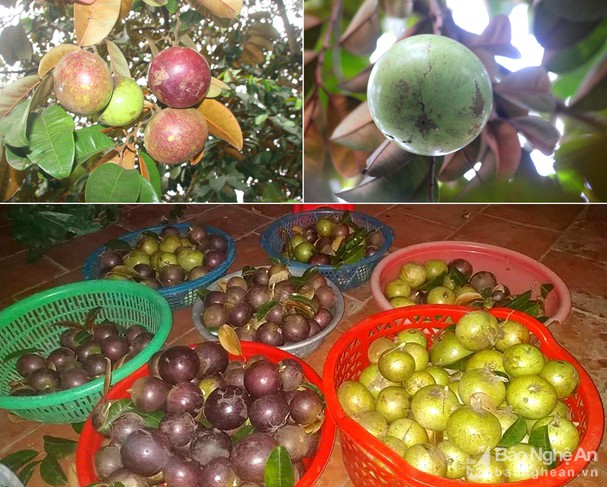 Từ trồng vú sữa, người dân làng Quỳnh Yên (Quỳnh Lưu) thu nhập hàng chục triệu đồng/vụ. Ảnh: Việt Hùng