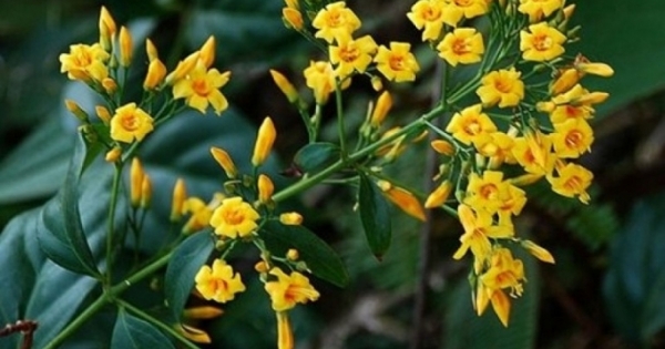 Hai nữ sinh cùng ra suối ăn lá ngón tự vẫn rồi gọi điện cầu cứu gia đình