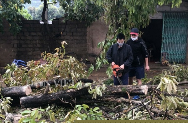 moc chau: xay ra mua da kem dong loc gay thiet hai 12 ty dong hinh anh 4