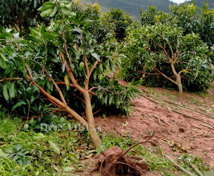 moc chau: xay ra mua da kem dong loc gay thiet hai 12 ty dong hinh anh 7