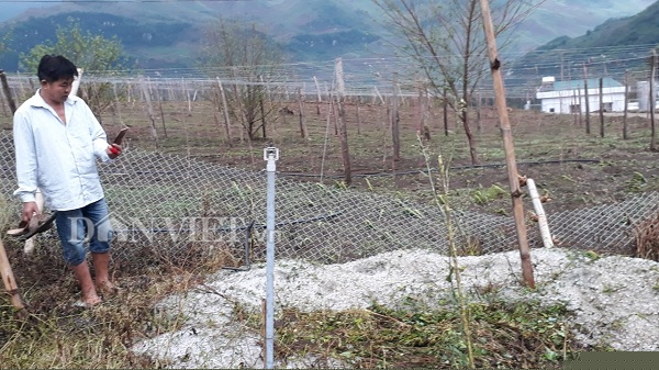 moc chau: xay ra mua da kem dong loc gay thiet hai 12 ty dong hinh anh 8