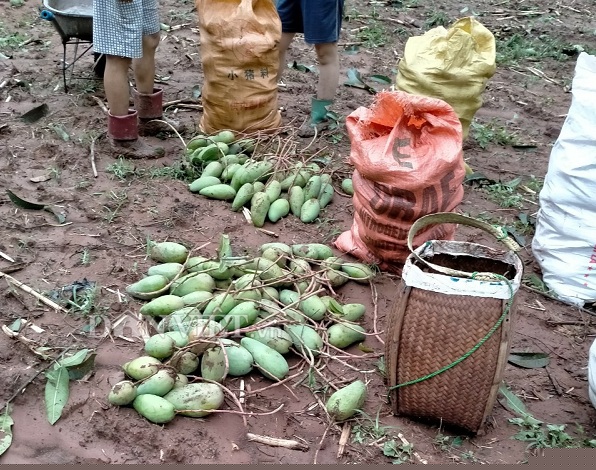 moc chau: xay ra mua da kem dong loc gay thiet hai 12 ty dong hinh anh 10