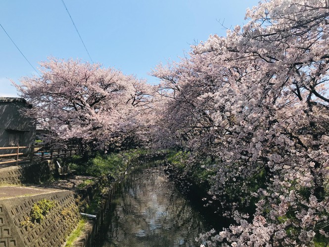 Mùa hoa anh đào đẹp nhưng buồn vì đại dịch COVID-19 ở Nhật Bản - ảnh 2