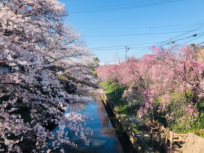 Mùa hoa anh đào đẹp nhưng buồn vì đại dịch COVID-19 ở Nhật Bản - ảnh 3