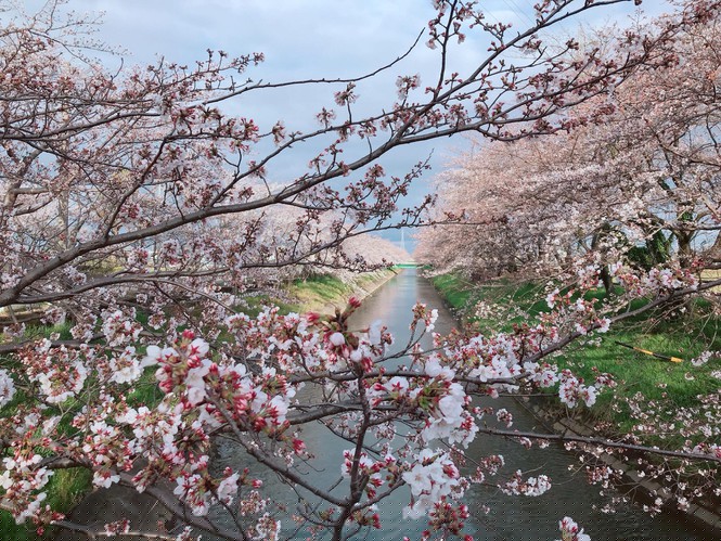 Mùa hoa anh đào đẹp nhưng buồn vì đại dịch COVID-19 ở Nhật Bản - ảnh 4