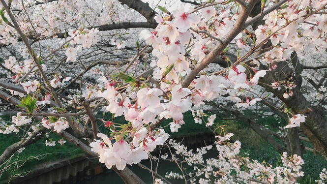 Mùa hoa anh đào đẹp nhưng buồn vì đại dịch COVID-19 ở Nhật Bản - ảnh 5