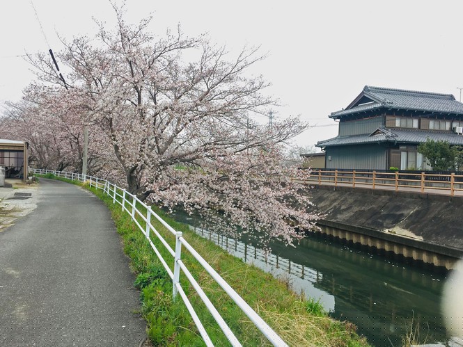 Mùa hoa anh đào đẹp nhưng buồn vì đại dịch COVID-19 ở Nhật Bản - ảnh 6