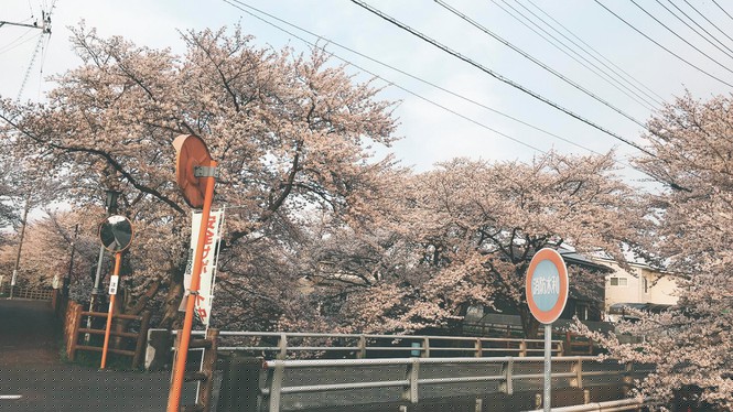 Mùa hoa anh đào đẹp nhưng buồn vì đại dịch COVID-19 ở Nhật Bản - ảnh 7