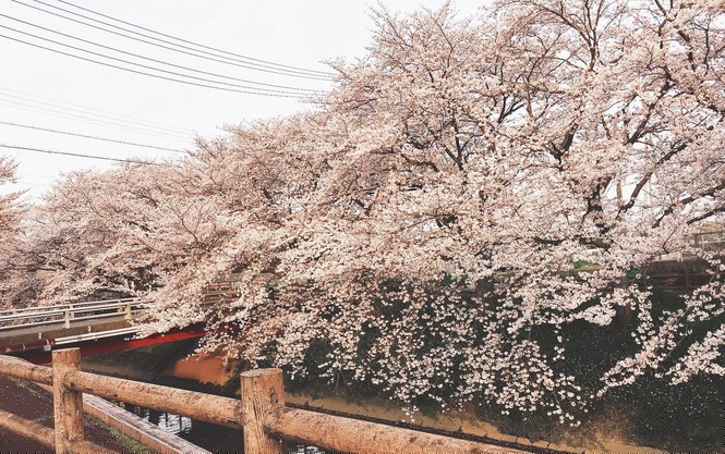 Mùa hoa anh đào đẹp nhưng buồn vì đại dịch COVID-19 ở Nhật Bản - ảnh 8