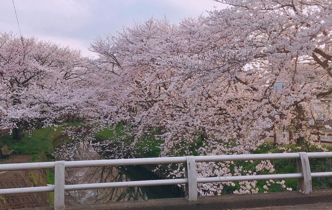 Mùa hoa anh đào đẹp nhưng buồn vì đại dịch COVID-19 ở Nhật Bản - ảnh 9