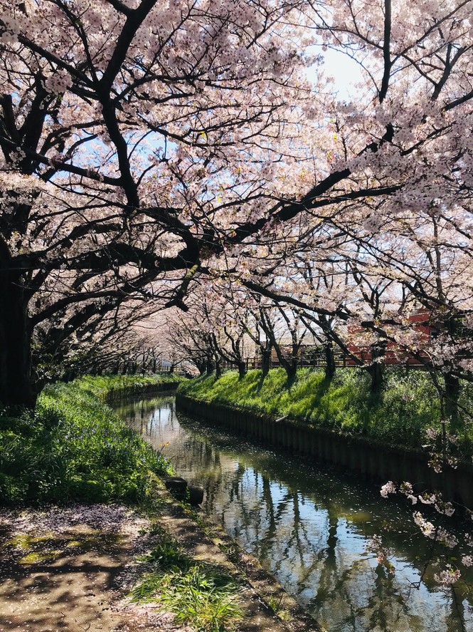 Mùa hoa anh đào đẹp nhưng buồn vì đại dịch COVID-19 ở Nhật Bản - ảnh 10