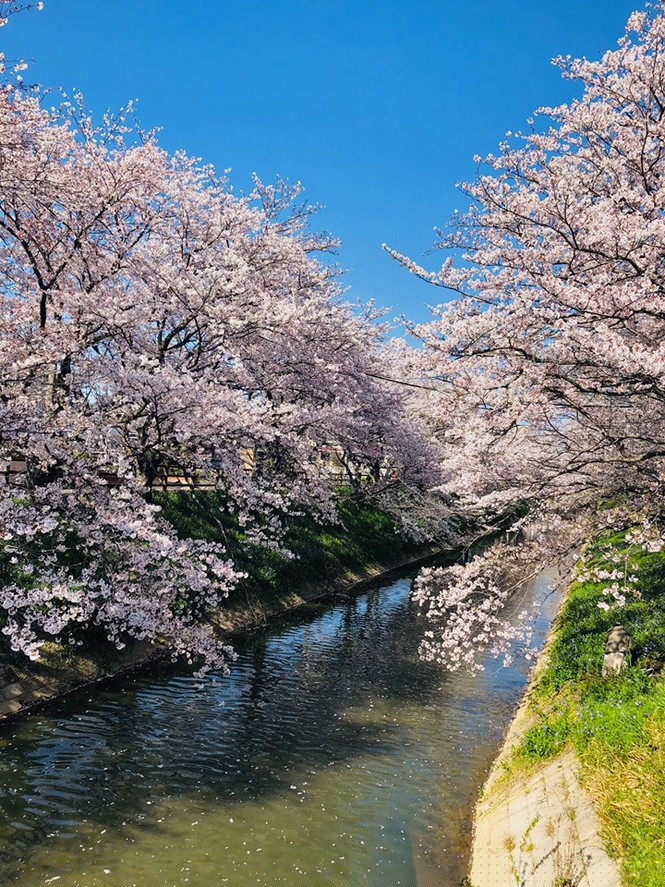 Mùa hoa anh đào đẹp nhưng buồn vì đại dịch COVID-19 ở Nhật Bản - ảnh 11