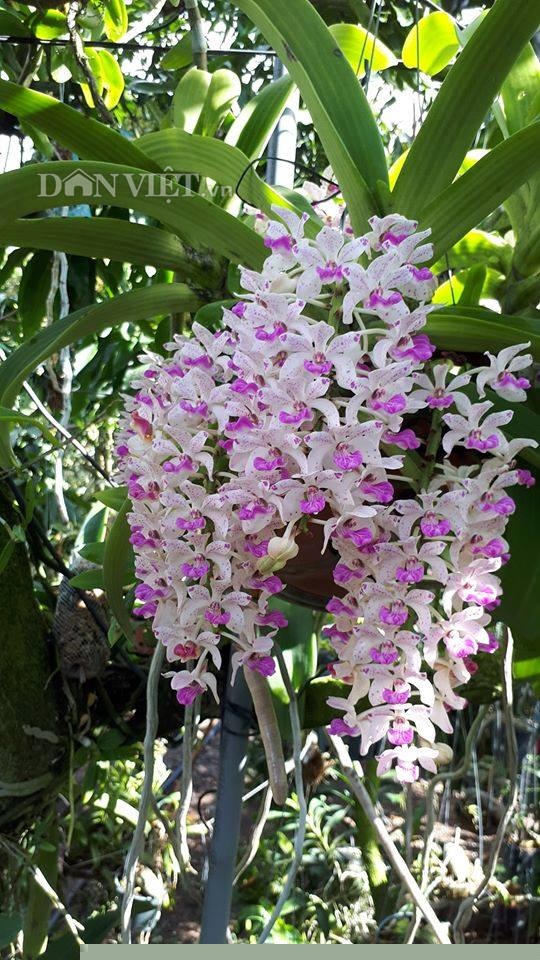 them nha treo toan hoa lan rung quy hiem cua trai 9x tinh dak nong hinh anh 4