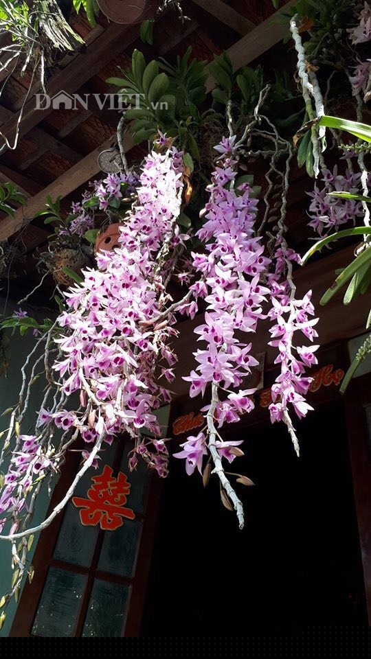 them nha treo toan hoa lan rung quy hiem cua trai 9x tinh dak nong hinh anh 7