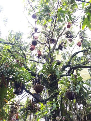 them nha treo toan hoa lan rung quy hiem cua trai 9x tinh dak nong hinh anh 8