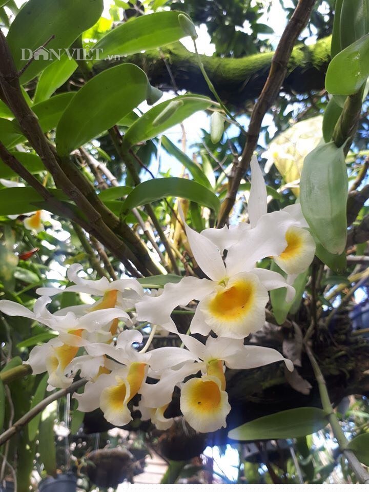 them nha treo toan hoa lan rung quy hiem cua trai 9x tinh dak nong hinh anh 9