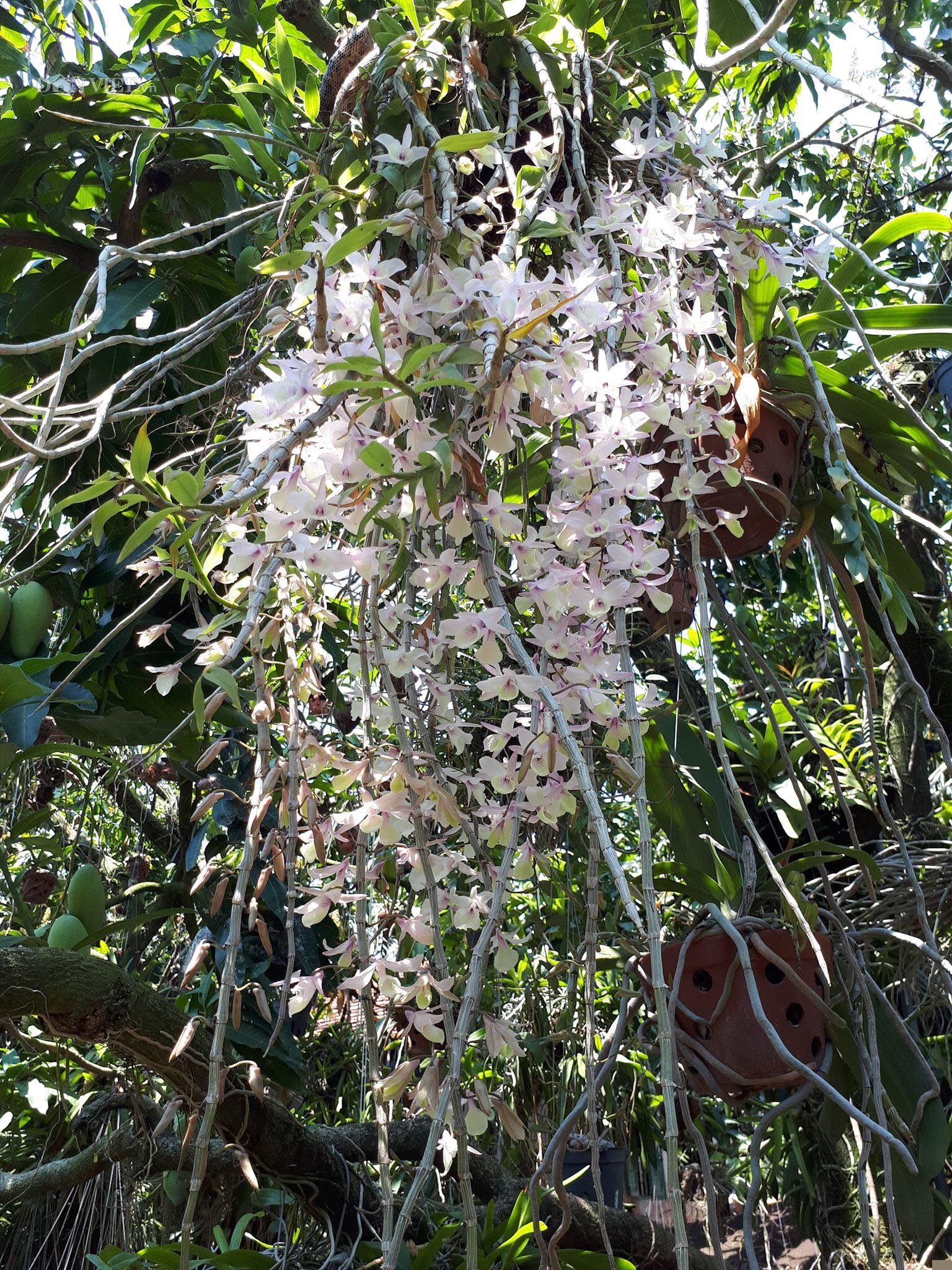 them nha treo toan hoa lan rung quy hiem cua trai 9x tinh dak nong hinh anh 10