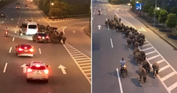 [Clip]: Người đàn ông nghênh ngang dắt đàn trâu đi ngược chiều trên đường cao tốc