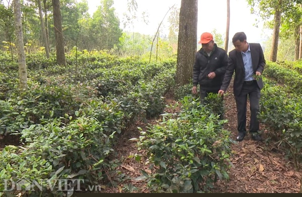 phu tho: tim giong che tim duoc vi la “cha de