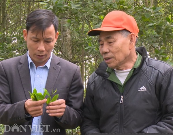 phu tho: tim giong che tim duoc vi la “cha de