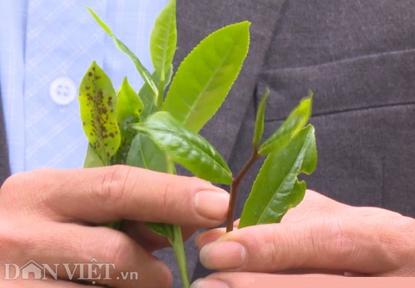 phu tho: tim giong che tim duoc vi la “cha de