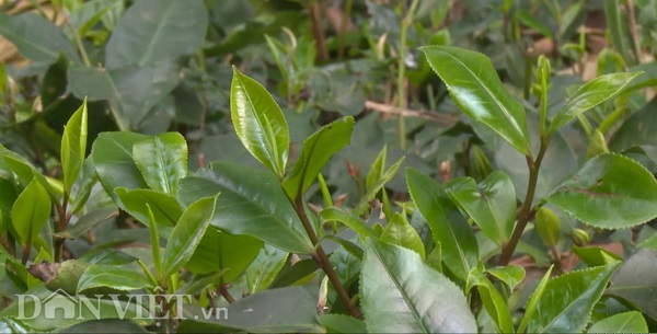 phu tho: tim giong che tim duoc vi la “cha de