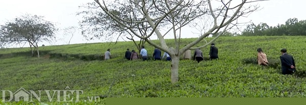 phu tho: tim giong che tim duoc vi la “cha de