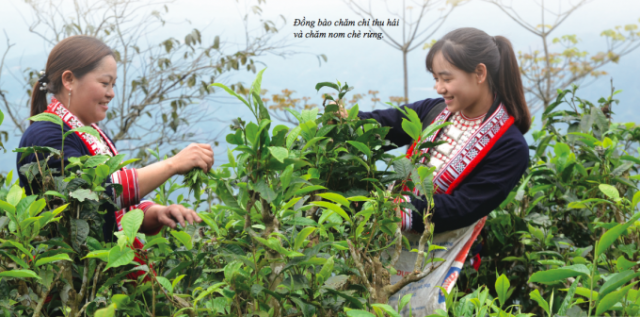 Người đàn ông dành cả thanh xuân đưa chè rừng Hà Giang ra thế giới