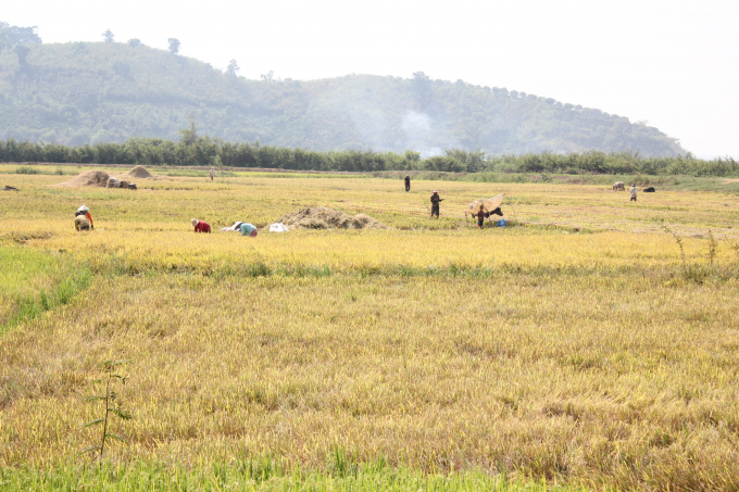 Sông Mẹ đã ban tặng cho nhiều vụ mùa bội thu.