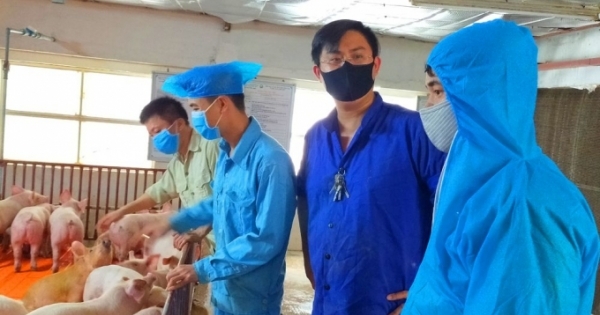 Bắt quản lý, nhân viên và bảo vệ trang trại cấu kết với nhau trộm 61 con lợn