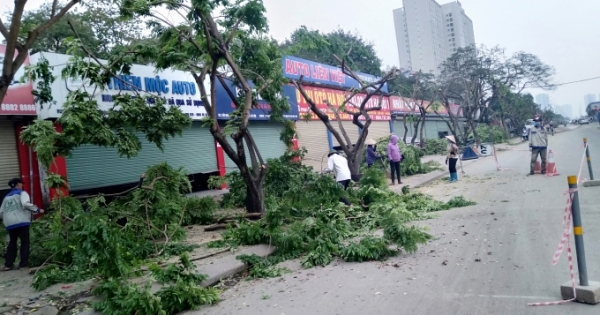 Xây dựng nút giao cầu vượt Hoàng Quốc Việt - Nguyễn Văn Huyên: Hơn 30 cây gỗ sưa sẽ đi về đâu?