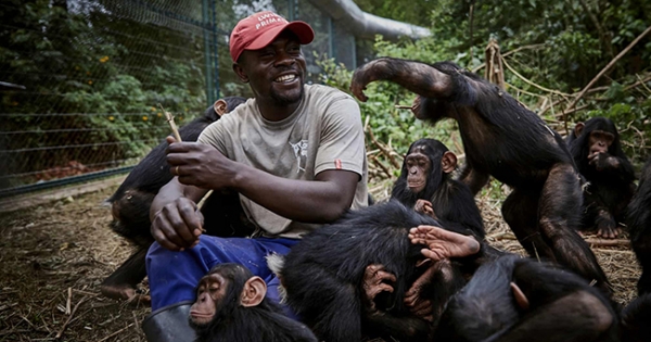 Người nuôi tinh tinh mồ côi lọt top ảnh đẹp về động vật trong tuần