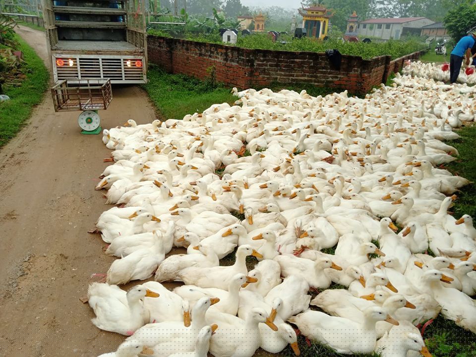 ki la gia gia cam dang