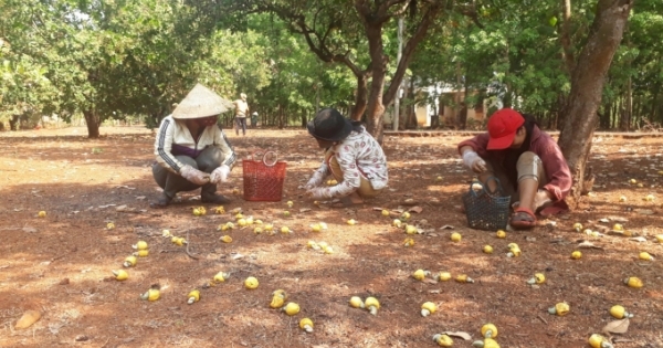 Bình Phước ngăn chặn tình trạng bán điều non