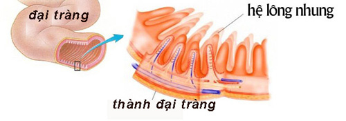 Lợi khuẩn Bifido cư tr&uacute; tr&ecirc;n hệ l&ocirc;ng nhung tiết dịch nhầy bảo vệ đại tr&agrave;ng.