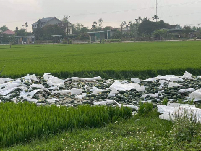 Gần 30 tấn dưa nằm gọn dưới ruộng.