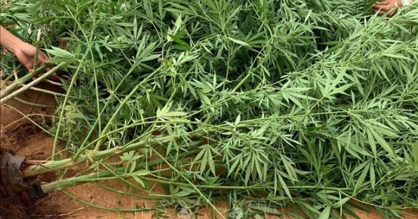 Đắk Nông: Phát hiện 3 hộ dân trồng cây cần sa trái phép