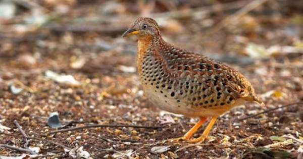 Ngẫm ngợi nơi gác nhỏ: Bác Cút