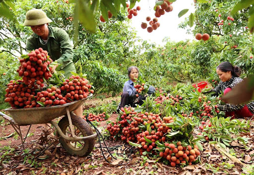 Tỉnh Bắc Giang xây dựng kế hoạch sản xuất, tiêu thụ vải thiều năm 2021