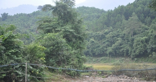 Thanh Hóa xử phạt 87 vụ việc về lâm sản trái phép