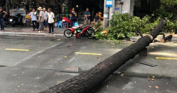 TP HCM: Cây bật gốc trong cơn mưa lớn, đè trúng 2 người