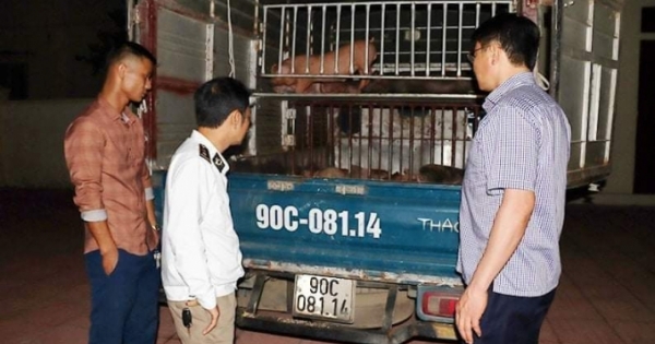 Hà Tĩnh: Tiêu hủy 50 con lợn nhiễm bênh trên đường đưa ra Hà Nam tiêu thụ