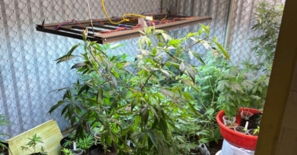 Quảng Ninh: Phát hiện thanh niên trồng trái phép 50 cây cần sa tại nhà để sử dụng